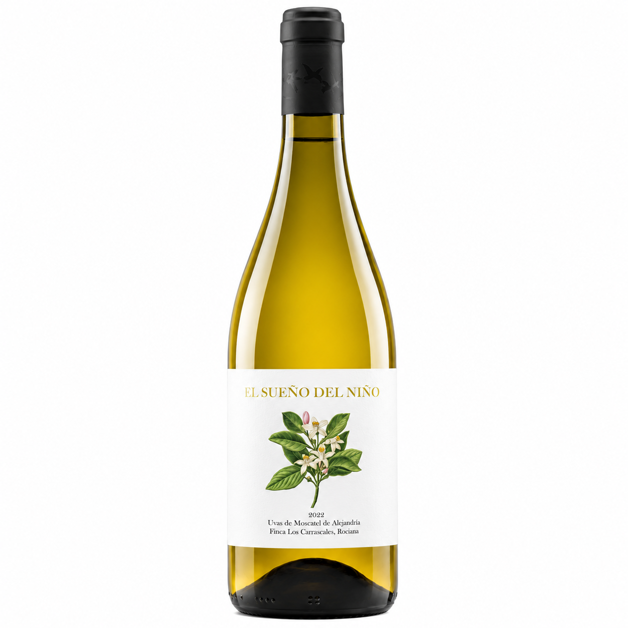 EL SUEÑO DEL NIÑO MOSCATEL